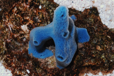 25 reviews of Blue Zoo Aquatics